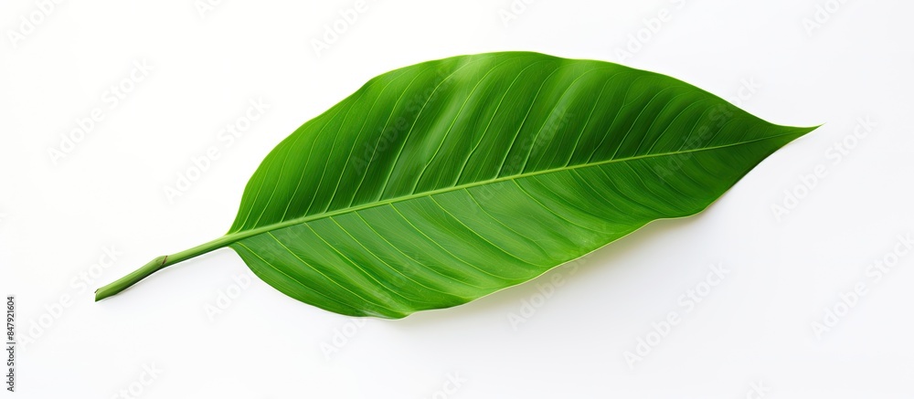 Fototapeta premium Fresh green leaf on white background. Creative banner. Copyspace image