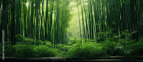 thick bamboo forest. Creative banner. Copyspace image