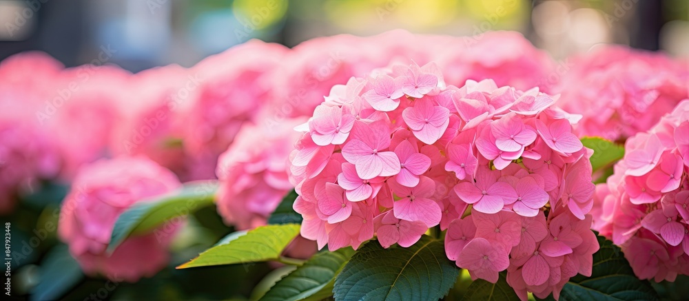 Beautiful pink Hydrangea serrata is a species of flowering plant in the ...