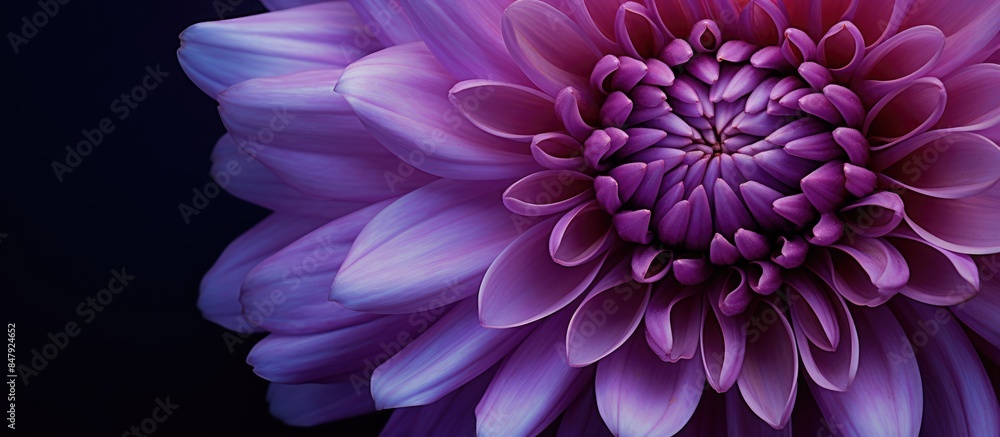 Purple violet chrysanthemum mum flower macro closeup on purple violet background. Creative banner. Copyspace image Purple violet chrysanthemum mum flower macro closeup on purple violet background. Creative banner. Copyspace image