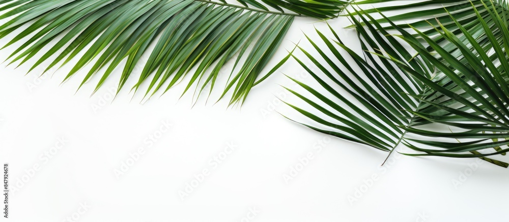 Fototapeta premium coconut leaves on white background. Creative banner. Copyspace image
