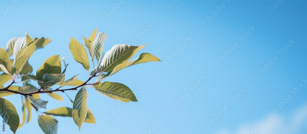 Close up of leaves in backlight of medlar tree on background blue sky. Creative banner. Copyspace image Close up of leaves in backlight of medlar tree on background blue sky. Creative banner. Copyspace image