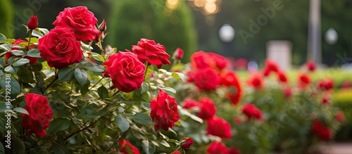 Fototapeta Naklejka Na Ścianę i Meble -  red rose Bush flowers in the Park background for the design. Creative banner. Copyspace image