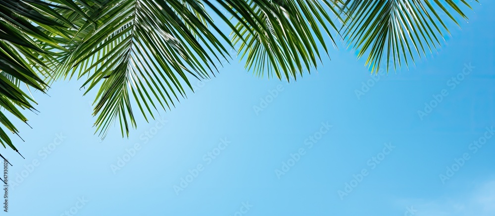 palm leaves. Creative banner. Copyspace image palm leaves. Creative banner. Copyspace image