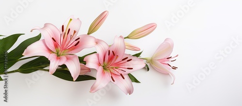 Pink lily flower on the white background. Creative banner. Copyspace image