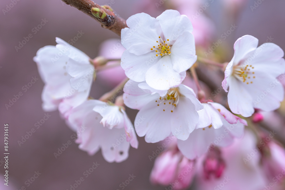 桜の花 春のイメージ 桜の花 春のイメージ