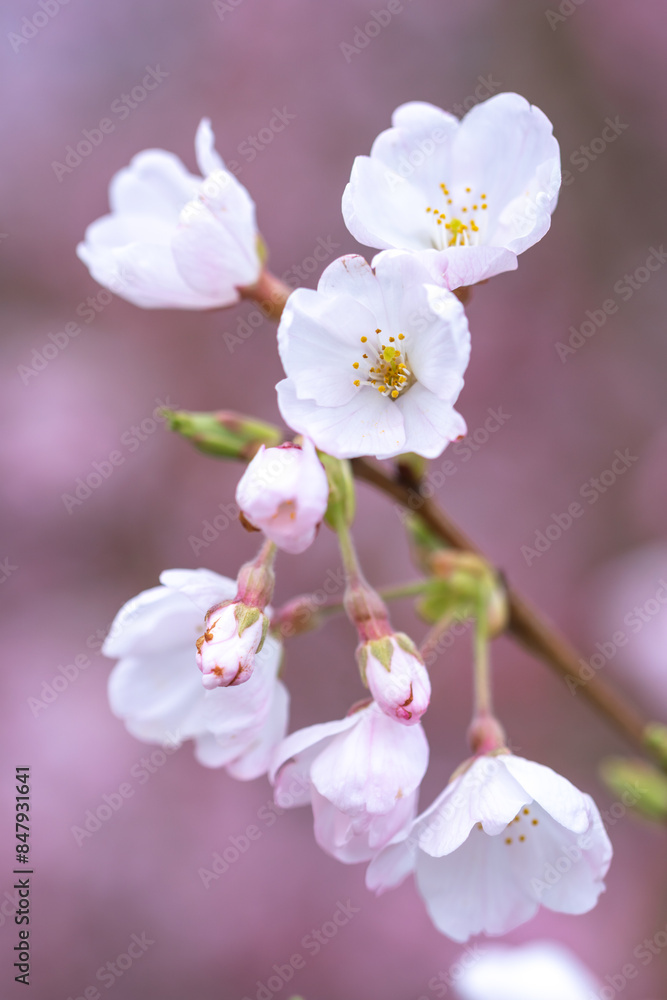 Fototapeta premium 桜の花 春のイメージ