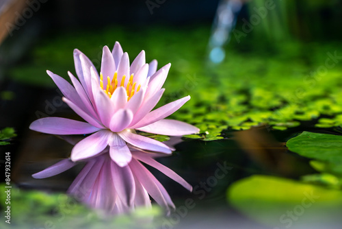 睡蓮の花と和風ビオトープ