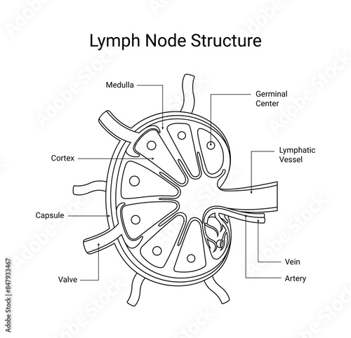 Structure of lymph node diseases in line style