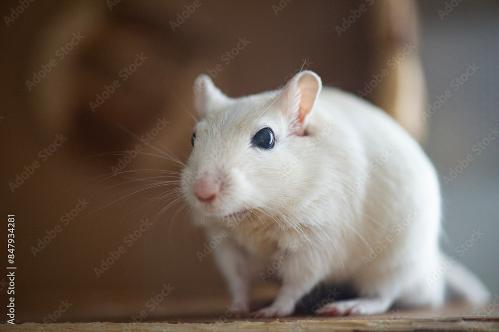 Rennmaus in ihrem Glashaus Rennmaus in ihrem Glashaus