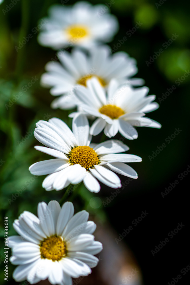 マーガレットの花　春のイメージ