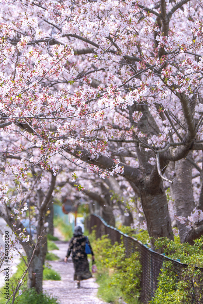 桜の花　春のイメージ
