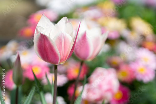 チューリップの花　春のイメージ