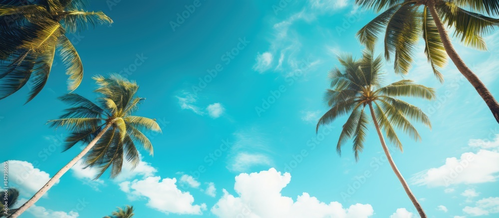 Summer background Coconut trees view from below Tropical photo background. Creative banner. Copyspace image Summer background Coconut trees view from below Tropical photo background. Creative banner. Copyspace image