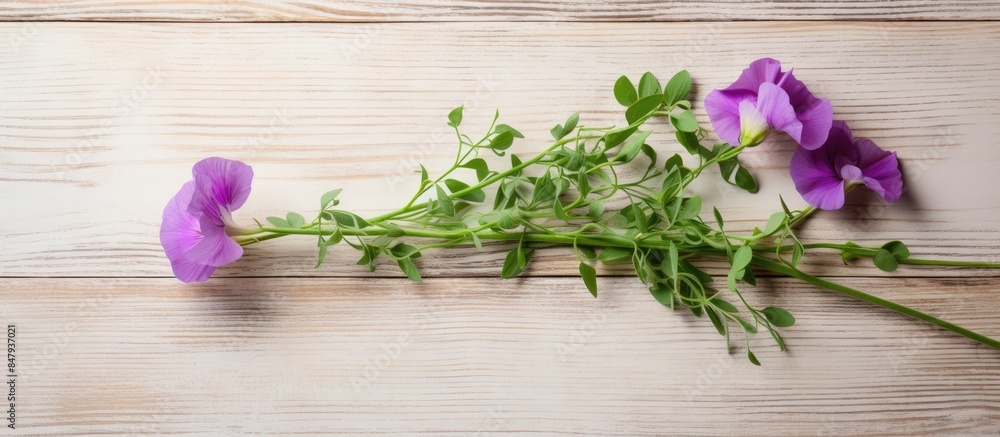 Sweet pea is a one year old grass on a light wooden background Used in cooking Top view. Creative banner. Copyspace image Sweet pea is a one year old grass on a light wooden background Used in cooking Top view. Creative banner. Copyspace image