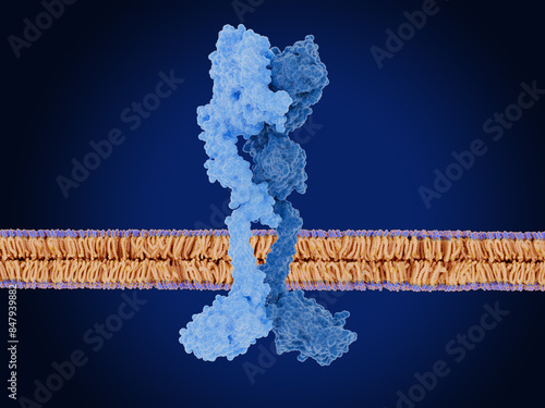 Human epidermal growth factor receptor 2 (HER2) and HER3, pro-oncogenic complex