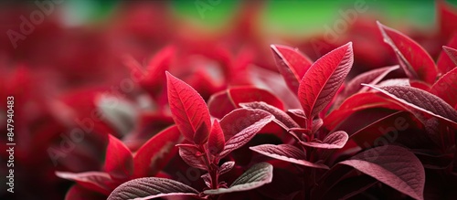 Partially and selected focus image of Krokot Kriminil Daun Merah or Alternanthera ficoidea red one of the famous decorative plants. Creative banner. Copyspace image photo