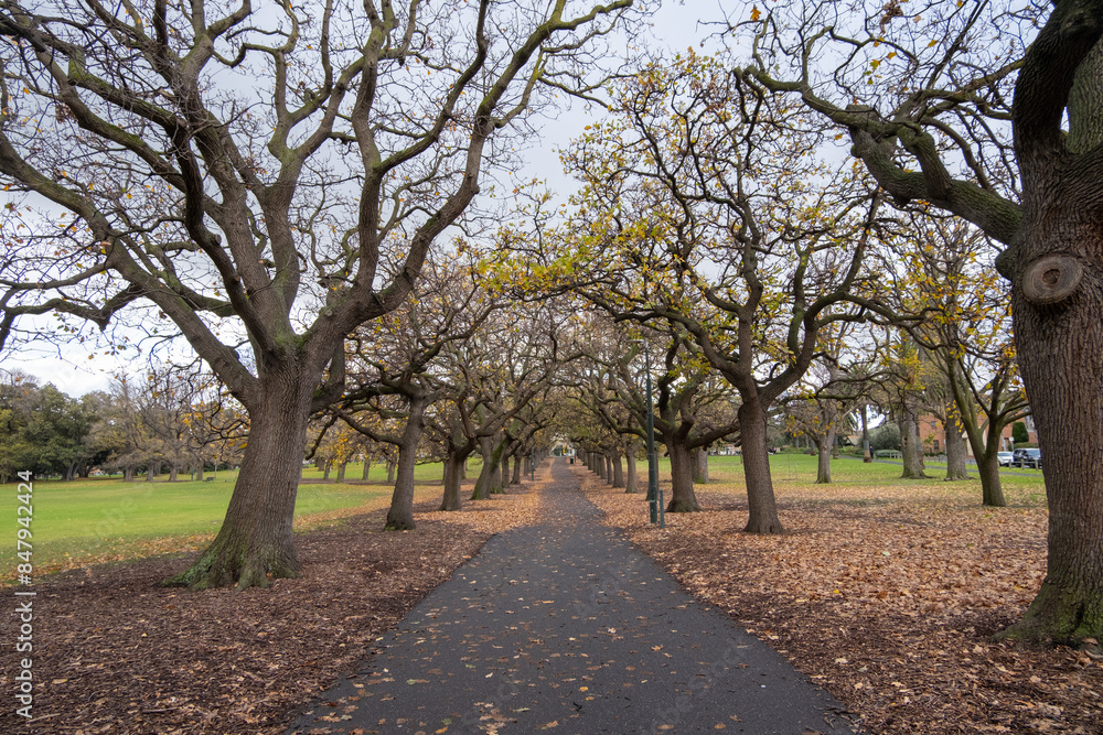 Obraz premium A long and straight footpath in Fawkner Park, Melbourne with large trees with thick, gnarled and bare branches. Quiet and rustic winter ambiance atmosphere of wet and cold day in South Yarra Australia