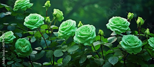 Fototapeta Naklejka Na Ścianę i Meble -  Bright green roses in the garden. Creative banner. Copyspace image