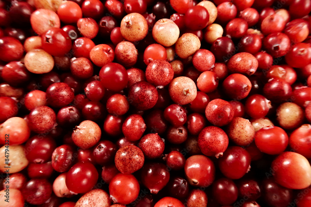 Freshly harvested wild cranberries in different shades of red and yellow Freshly harvested wild cranberries in different shades of red and yellow