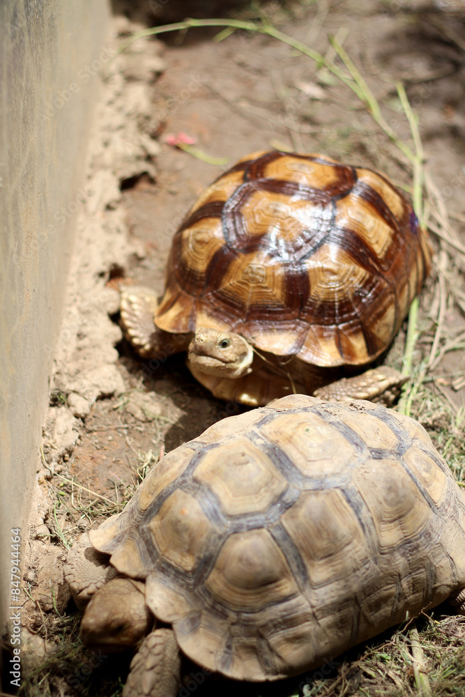 African Sulcata Tortoise Natural Habitat,Close up African spurred tortoise resting in the garden, Slow life ,Africa spurred tortoise sunbathe on ground with his protective shell ,Beautiful Tortoise African Sulcata Tortoise Natural Habitat,Close up African spurred tortoise resting in the garden, Slow life ,Africa spurred tortoise sunbathe on ground with his protective shell ,Beautiful Tortoise
