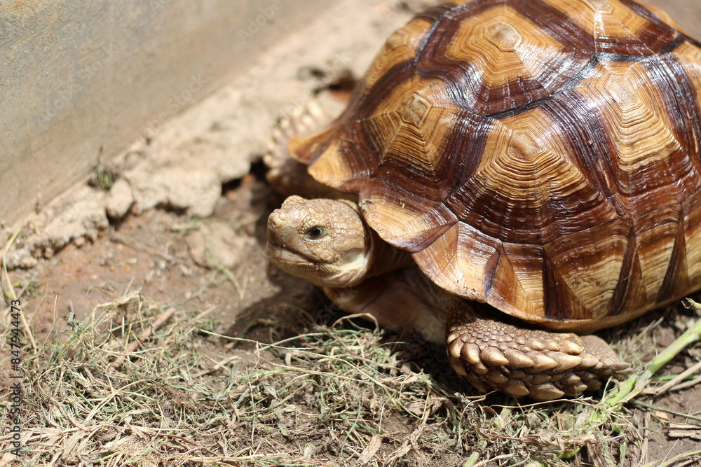 African Sulcata Tortoise Natural Habitat,Close up African spurred tortoise resting in the garden, Slow life ,Africa spurred tortoise sunbathe on ground with his protective shell ,Beautiful Tortoise African Sulcata Tortoise Natural Habitat,Close up African spurred tortoise resting in the garden, Slow life ,Africa spurred tortoise sunbathe on ground with his protective shell ,Beautiful Tortoise