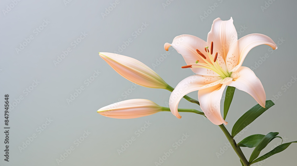 Obraz premium Close-up of yellow orange lily flower and bud against a neutral background, colorful art of ikebana