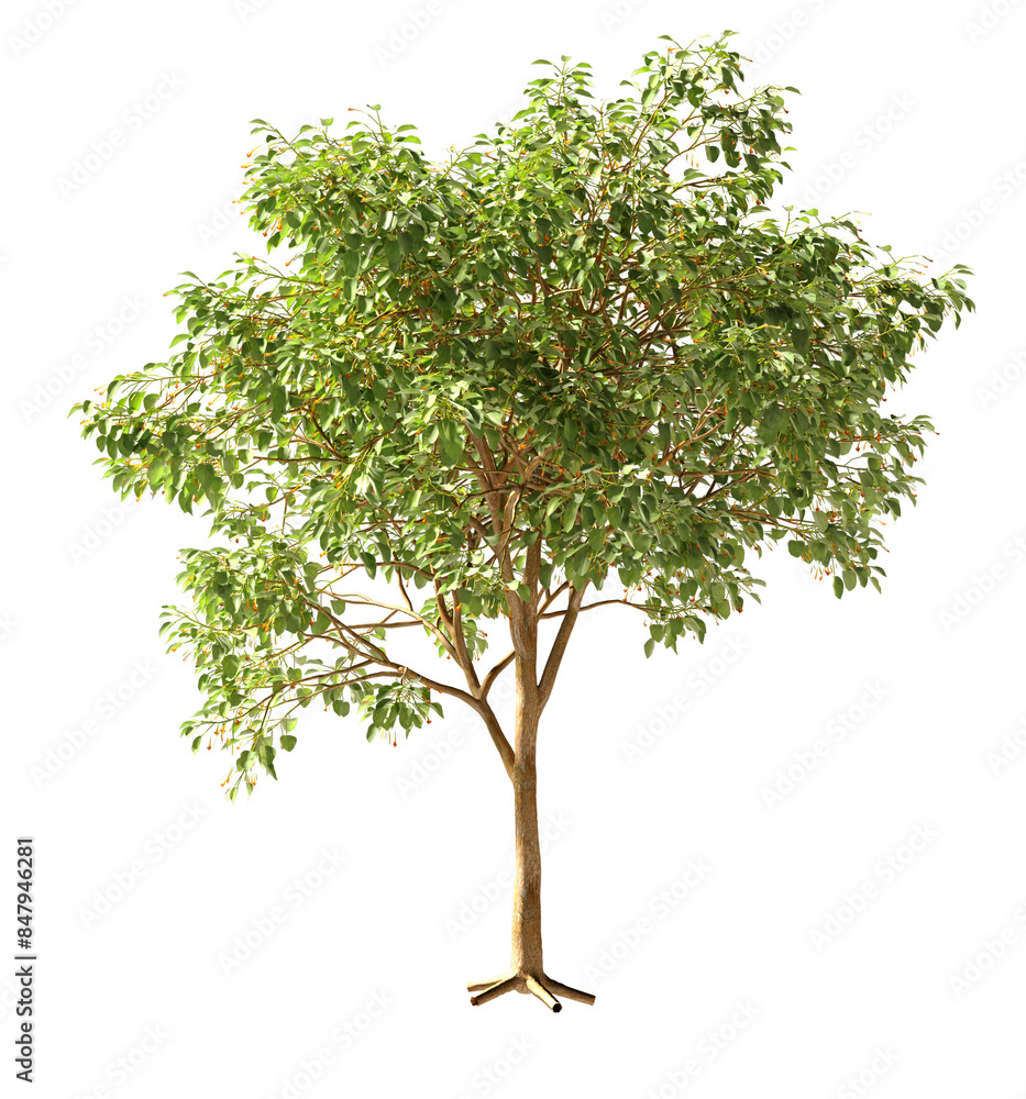 Isolated Highly Detailed Daylight Tree Green Leaves Detailed Stem Standing On Shade Graphic Cutout Tall Realistic Cutout On Transparent Background 3D Rendering Isolated Highly Detailed Daylight Tree Green Leaves Detailed Stem Standing On Shade Graphic Cutout Tall Realistic Cutout On Transparent Background 3D Rendering