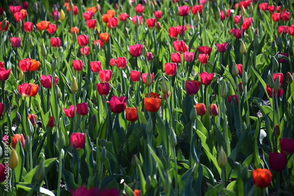 Obraz premium Tulips in the garden, Montréal, Québec, Canada