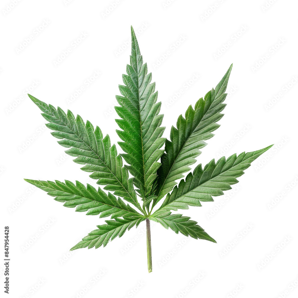 Cannabis Isolated on a Transparent Background.. Cannabis Isolated on a Transparent Background..
