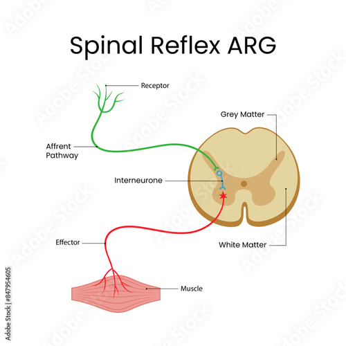 Spinal Reflex Arc Anatomical Vector