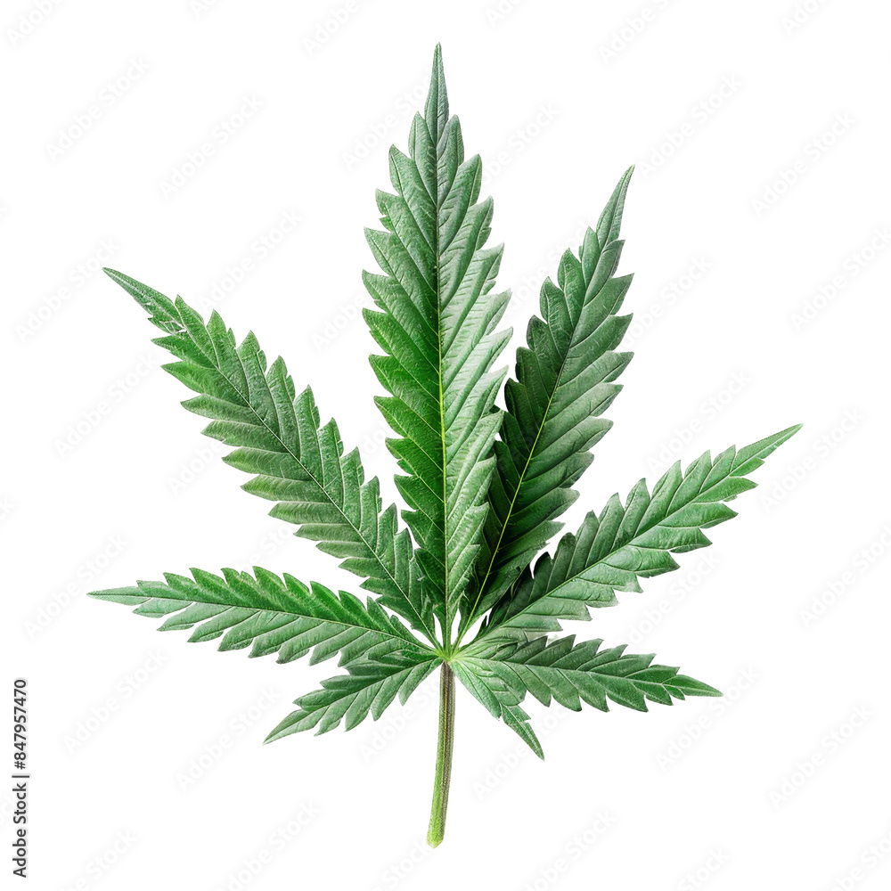 Cannabis Isolated on a Transparent Background.. Cannabis Isolated on a Transparent Background..