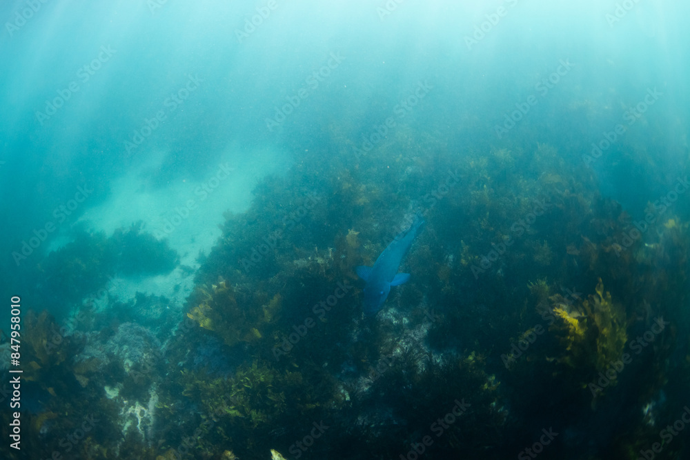 Obraz premium Blue grouper swimming around kelp seaweed.