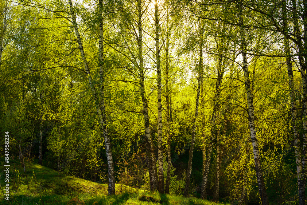 Sunset or sunrise in a spring birch forest with bright young foliage glowing in the rays of the sun and shadows. Sunset or sunrise in a spring birch forest with bright young foliage glowing in the rays of the sun and shadows.