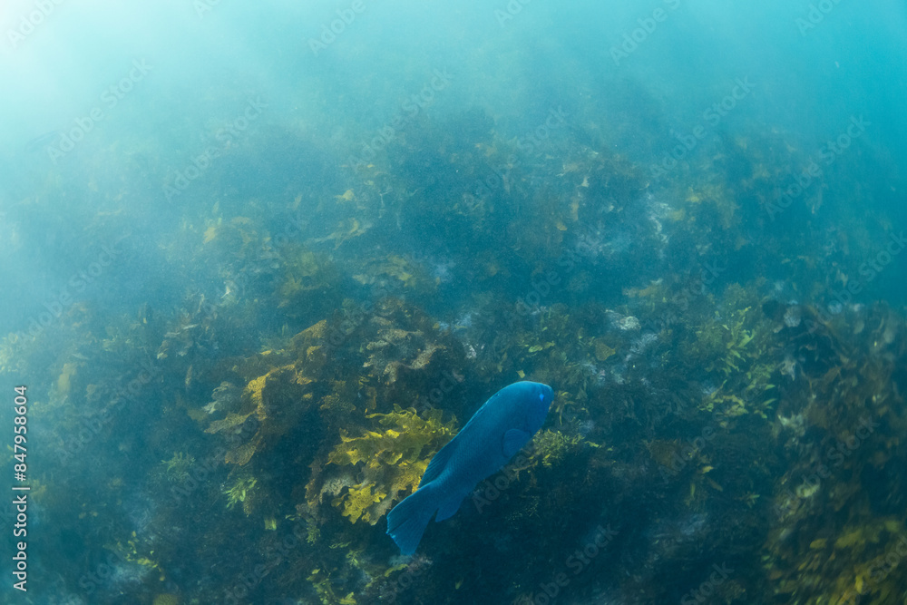 Obraz premium Blue grouper swimming around kelp seaweed.