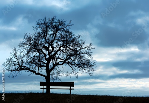 Silhouette of Leafless Tree and Bench Against Dark Blue Sky