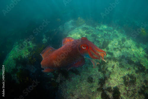 Australian giant cuttlefish in clear ocean water. photo