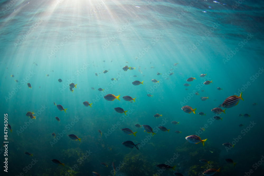 Obraz premium Beautiful school of fish view on blue ocean.