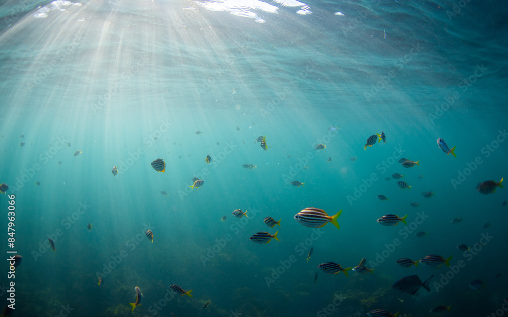 Fototapeta premium Beautiful school of fish view on blue ocean.