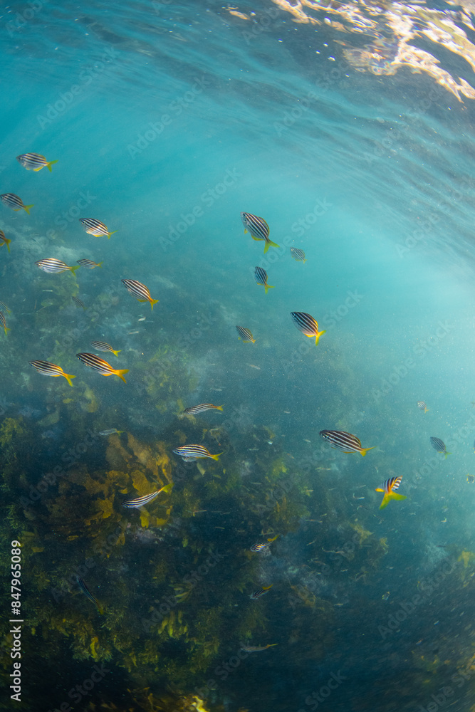 Naklejka premium School of yellow fish in the blue ocean.
