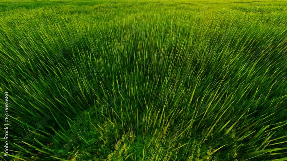 The grass on the prairie is blowing in the wind The grass on the prairie is blowing in the wind