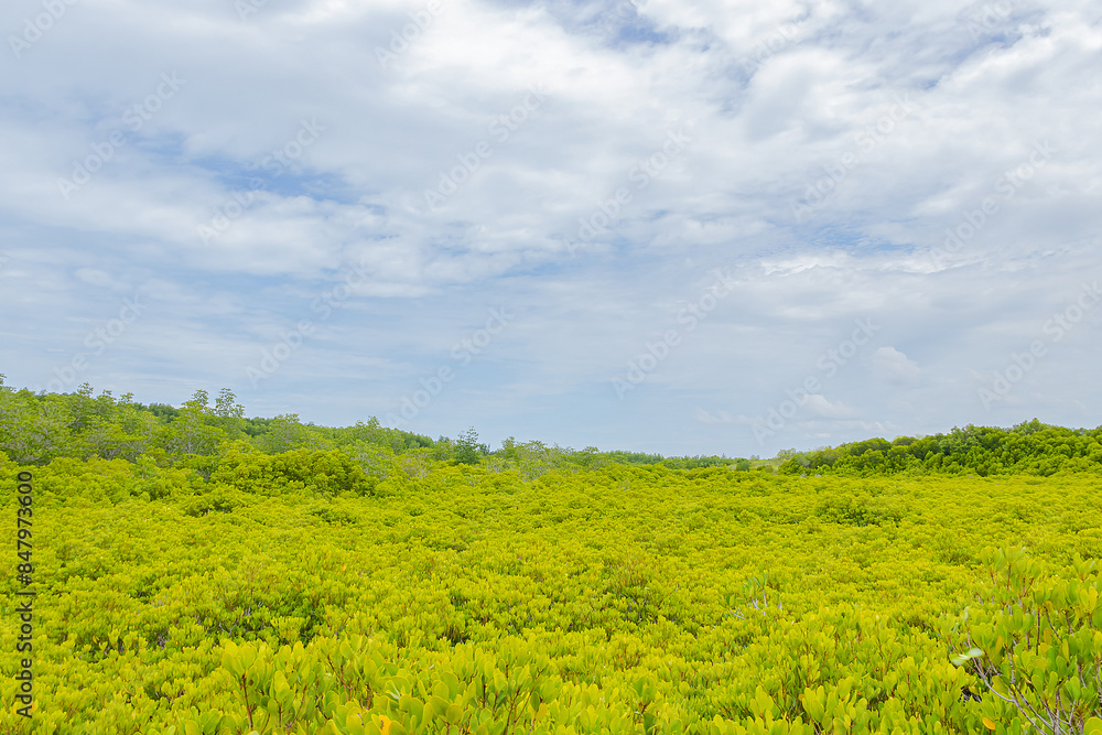 Beautiful green mangrove forest and blue sky at Thung Prong Thong, Rayong, Thailand. Beautiful green mangrove forest and blue sky at Thung Prong Thong, Rayong, Thailand.