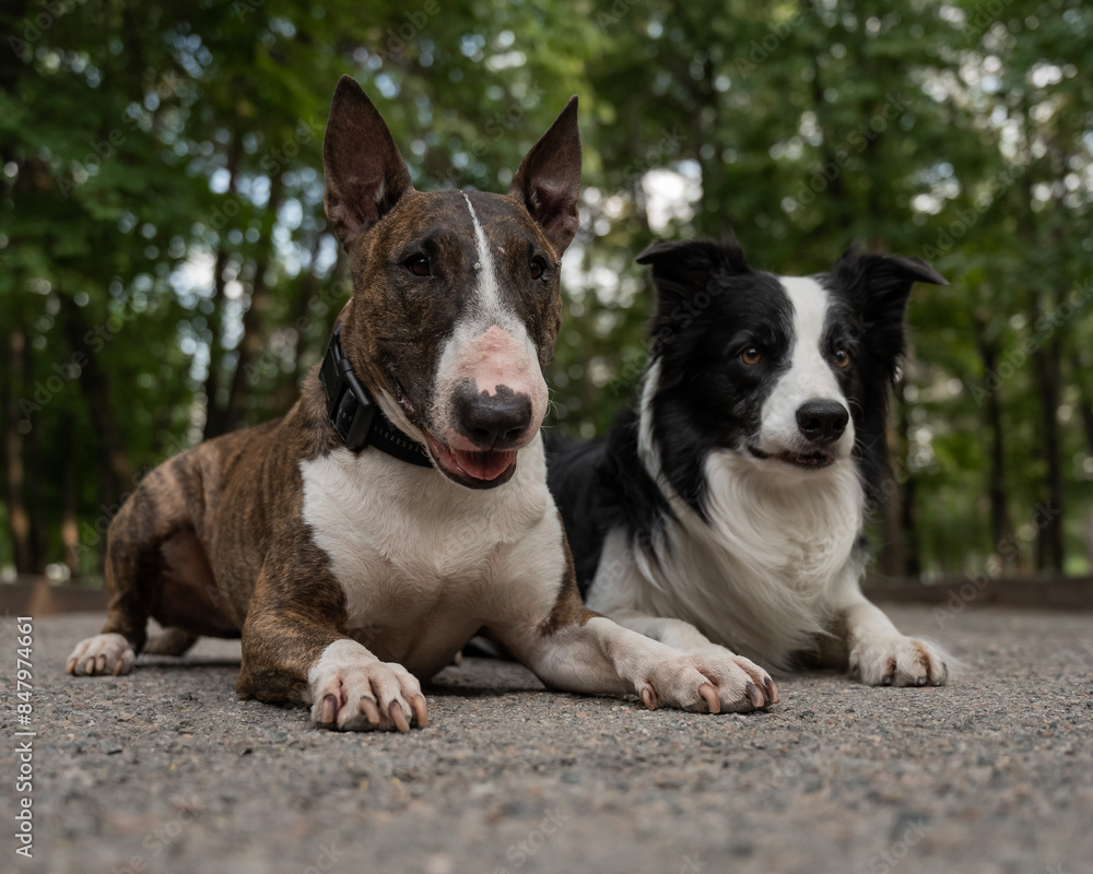 Bull terrier and border collie lie outdoors. Two dogs on a walk. Bull terrier and border collie lie outdoors. Two dogs on a walk.
