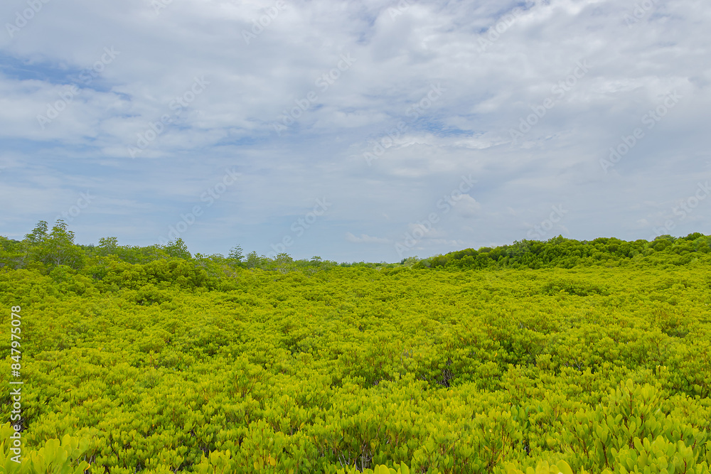 Beautiful green mangrove forest and blue sky at Thung Prong Thong, Rayong, Thailand. Beautiful green mangrove forest and blue sky at Thung Prong Thong, Rayong, Thailand.