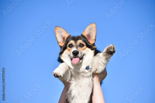 A girl holds a Pembroke Welsh Corgi dog in her hands. Looking at the viewer. Portrait against a background of bright blue sky.  Copyspace