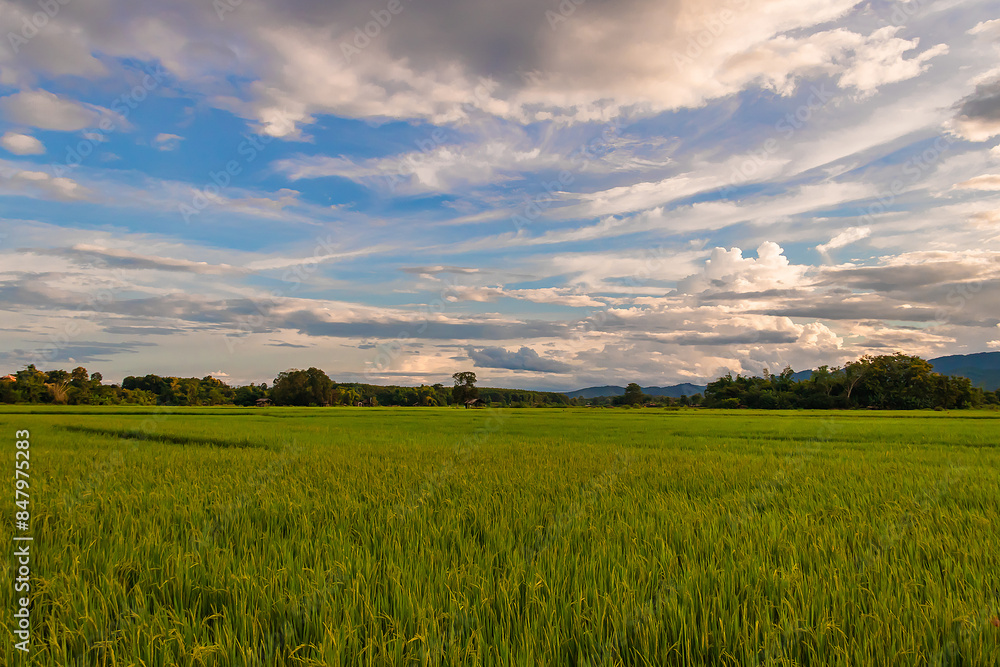 Beautiful green paddy rice field after the rain and natural landscape countryside. Beautiful green paddy rice field after the rain and natural landscape countryside.