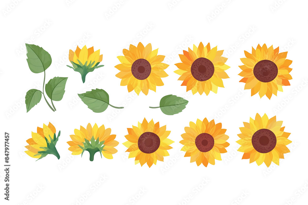  Foto zu ひまわりの花の水彩画風イラスト 白背景の切り抜き Stock Illustration 