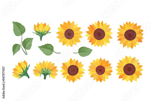 ひまわりの花の水彩画風イラスト　白背景の切り抜き