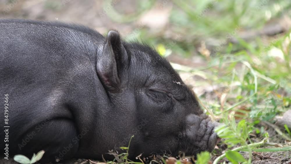 Black pigs in a sustainable enclosure. A sow with nursing piglets, all playing and walking on plant-covered soil, enjoying the sunny weather. Black pigs in a sustainable enclosure. A sow with nursing piglets, all playing and walking on plant-covered soil, enjoying the sunny weather.