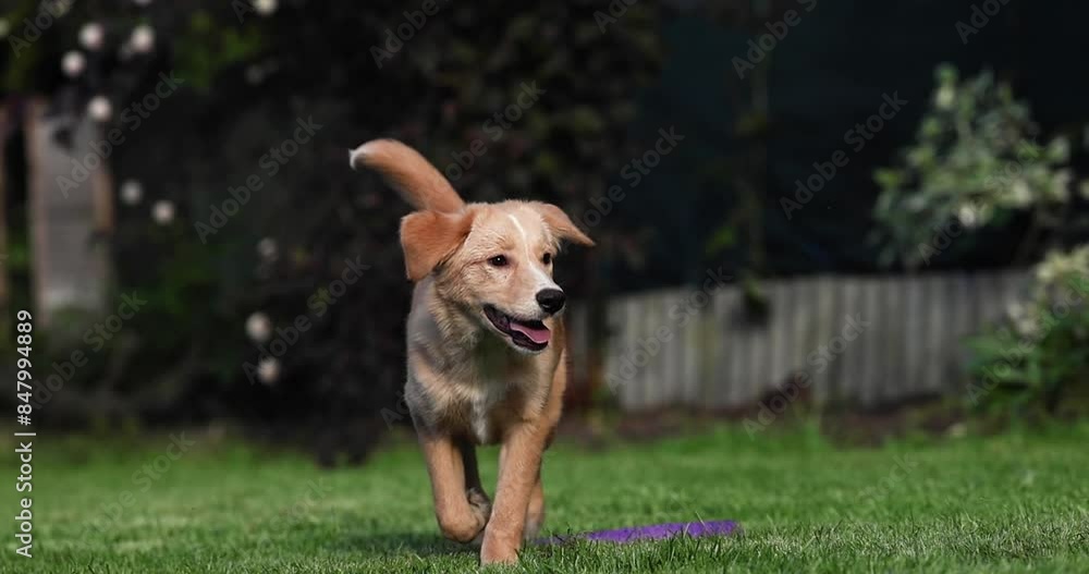 happy young mixed breed dog walking on grass in summer happy young mixed breed dog walking on grass in summer
